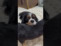 後輩犬チワワの上に顎を乗せるキャバリアが可愛すぎる キャバリア チワワ