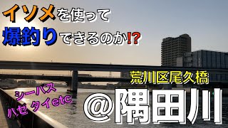 【釣れない釣り人】東京の名川【隅田川】でイソメを使って挑戦した結果、、、