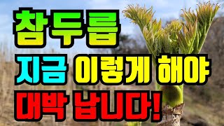 참두릅을 수확하는 방법 / 두릅냉해방지하기 / 참두릅 수확시기  / 두릅농장