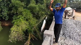 പാലത്തിൻറെ മുകളിൽ നിന്ന് ഒരു വാഹ പിടുത്തം ( vaha strike top view)