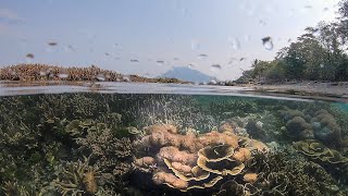 Eksplorasi Lagoon Bongou: Keindahan Laut, Biota Laut, dan Terumbu Karang #lagoonbungou #Eksplorasi