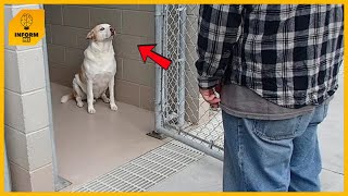 The shelter dog started crying when he recognized the man standing in front of him