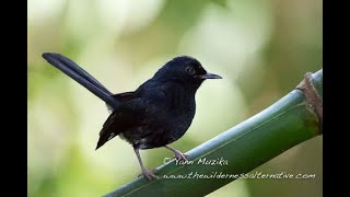 Drongo bird Black ; black drange,  கரிச்சான்,  இரட்டைவால் குருவி. Normal and slow motion