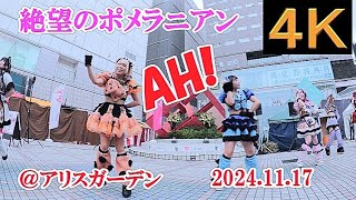 絶望のポメラニアン【４K,横動画】2024.11.17・AH!・アリスガーデン