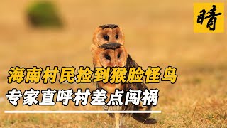 海南農民撿到怪鳥，猴臉鳥身？專家直呼村民闖大禍了 #動物世界 #動物 #野生動物 #動物解說 #好看的紀錄片