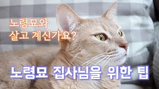 당신의 고양이는 몇 살인가요? 노령묘 집사님을 위한 몇가지 팁