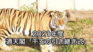 2021年度 通天閣「干支の引き継ぎ式」(天王寺動物園トラ舎前)