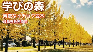 【風景】学びの森 美しいイチョウ並木 岐阜県各務原市