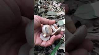 Mushroom Hunting • เก็บเห็ดยูคา เห็ดผึ้งขม 6