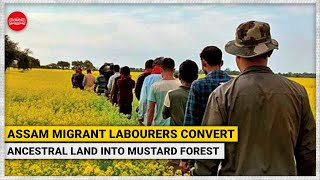 Reaping a golden harvest: Assam migrant workers convert ancestral land into mustard forest