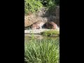 Pelicans and Hippos on the Kilimanjaro Safari (Disney World - Animal Kingdom)