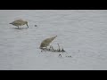 willets u0026 phalaropes feeding near belvue ks