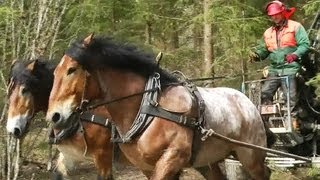 Horse logging  Biomass, Sweden 2012