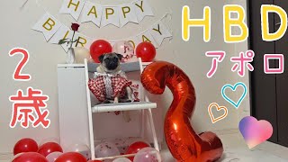 アポロが２歳になりました🐶♥️🎂🎈🎁⭐️ #犬用ケーキ #パグ #ペット #わんこ #誕生日