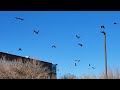 annual murder of crows