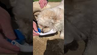 水うまっ！美味しそうにお水を飲む犬がかわいい(о´∀`о) #shorts