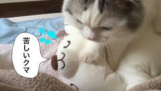 猫がぬいぐるみをふみふみマッサージしまつ♥