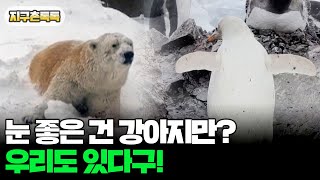 [지구촌톡톡] 눈 좋은 건 강아지만? 우리도 있다구!…희귀한 흰둥이들 外