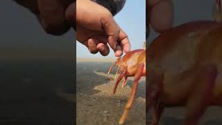 Behold the rare beauty of the Red Crab! 🦀 Watch in awe . #nature #wildlife #beachlife\