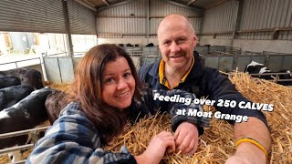 Feeding over 250 CALVES on a WELSH DAIRY FARM - Afternoon routine