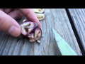 olive fruit fly damage cutting open an olive to find a pupa with dewey olive fantastic