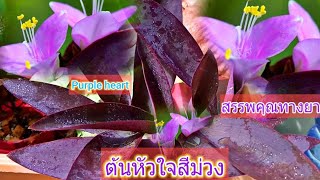 Purple heart ต้นหัวใจสีม่วงหรือต้นหัวใจราหู ไม้มงคลไม้ดูดสารพิษและสรรพคุณทางยา 20/09/2022