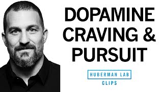 Dopamine System, Craving & Pursuit Explained | Dr. Andrew Huberman
