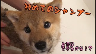 【柴犬】き、気持ちがいい！？初めてシャンプーするよ！Come feel good! What? The puppy will shampoo for the first time!