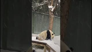 灵岩雪中滑滑梯，好开心呀大熊猫灵岩@大熊猫灵岩和迈迈 内容启发搜索