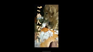 【いたずら】クッションをボロボロにした犬 #shorts