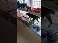 kucing ikut belanja ke minimarket