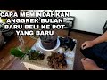 TIPS CARA MEMINDAHKAN ANGGREK BULAN BARU BELI KE POT YANG BARU