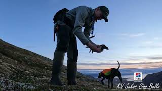 Jakt med stående fuglehund - Andøya