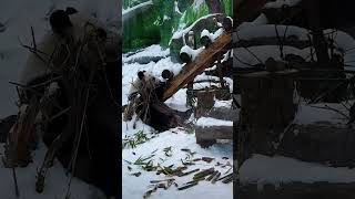 原来大熊猫丁丁也喜欢养麻雀儿大熊猫丁丁  当小动物们遇到雪 雪地动物纪录片 旅俄大熊猫 @杨佩奇看大熊猫喀秋莎