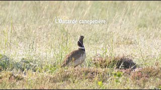 Le retour de la biodiversité dans les vignobles du Plan de Dieu ? L'exemple de l'Outarde Canepetière