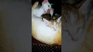 cute and funny kittens videos