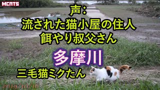 【多摩川・三毛猫】流された猫小屋の住人、最後に捨てセリフを放つ【台風１９号後】