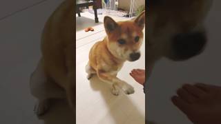 得意技でトレンド曲とコラボするとこうなるw   #柴犬 #shorts #得意技 【あんよ】