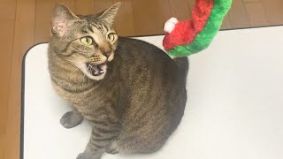 【アラサー独身男とキジトラ猫】生まれて初めてヘビを見た猫がこちらです...