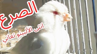 الإضطرابات العصبية عند الطيور ، تجربة عملية لعلاج انثى الكناري ، method of treating a famale canary