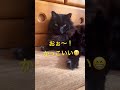 ねこ猫×8 威風堂々⁉️ ねこのきもち ねこのいる暮らし ねこ ねこ動画 かっこいい 癒しねこ猫