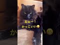 ねこ猫×8 威風堂々⁉️ ねこのきもち ねこのいる暮らし ねこ ねこ動画 かっこいい 癒しねこ猫