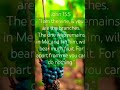 Remain in Me and I in You| Bear Much Fruit| #noshame #livingwater #inspiration #encouragement #love