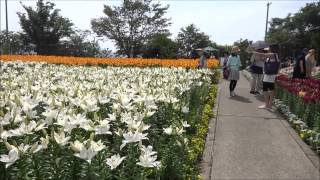 福井県　ゆりの里公園 lily park in japan