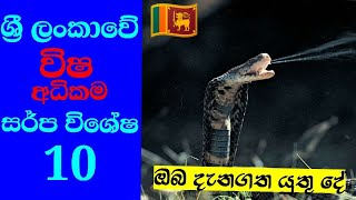 ශ්‍රී ලංකාවේ වෙසෙන විෂ අධිකම සර්ප විශේෂ 10  Top 10 Poisonous Snakes in Sri Lanka