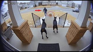 Package Thief Gets Instant Karma π₯π¦π