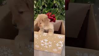 Who can resist such a cute Christmas puppy? #puppy #christmasgifts