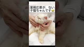 とっても可愛い子猫ちゃんです、里親を希望される方がいらっしゃいません😭 #里親募集中 #可愛い猫 #保護猫 #里親募集中子猫アゴはネコ