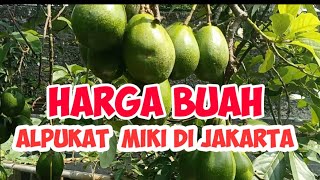 HARGA  BUAH ALPUKAT MIKI SAAT INI DI JAKARTA