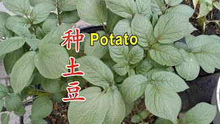 髮芽的土荳不要扔 埋在花盆裡收獲一大堆 Grow potatoes